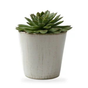 Vaso Mini para Suculenta