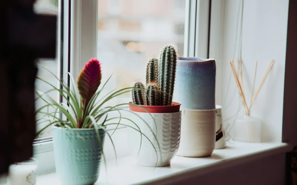 Vasos de cerâmica para plantas: como escolher e plantar do jeito certo