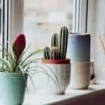 Vasos de cerâmica para plantas: como escolher e plantar do jeito certo